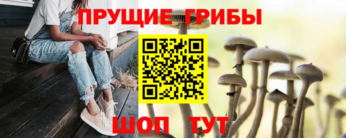 Псилоцибиновые грибы Cubensis  Вход с VPN  Бийск 